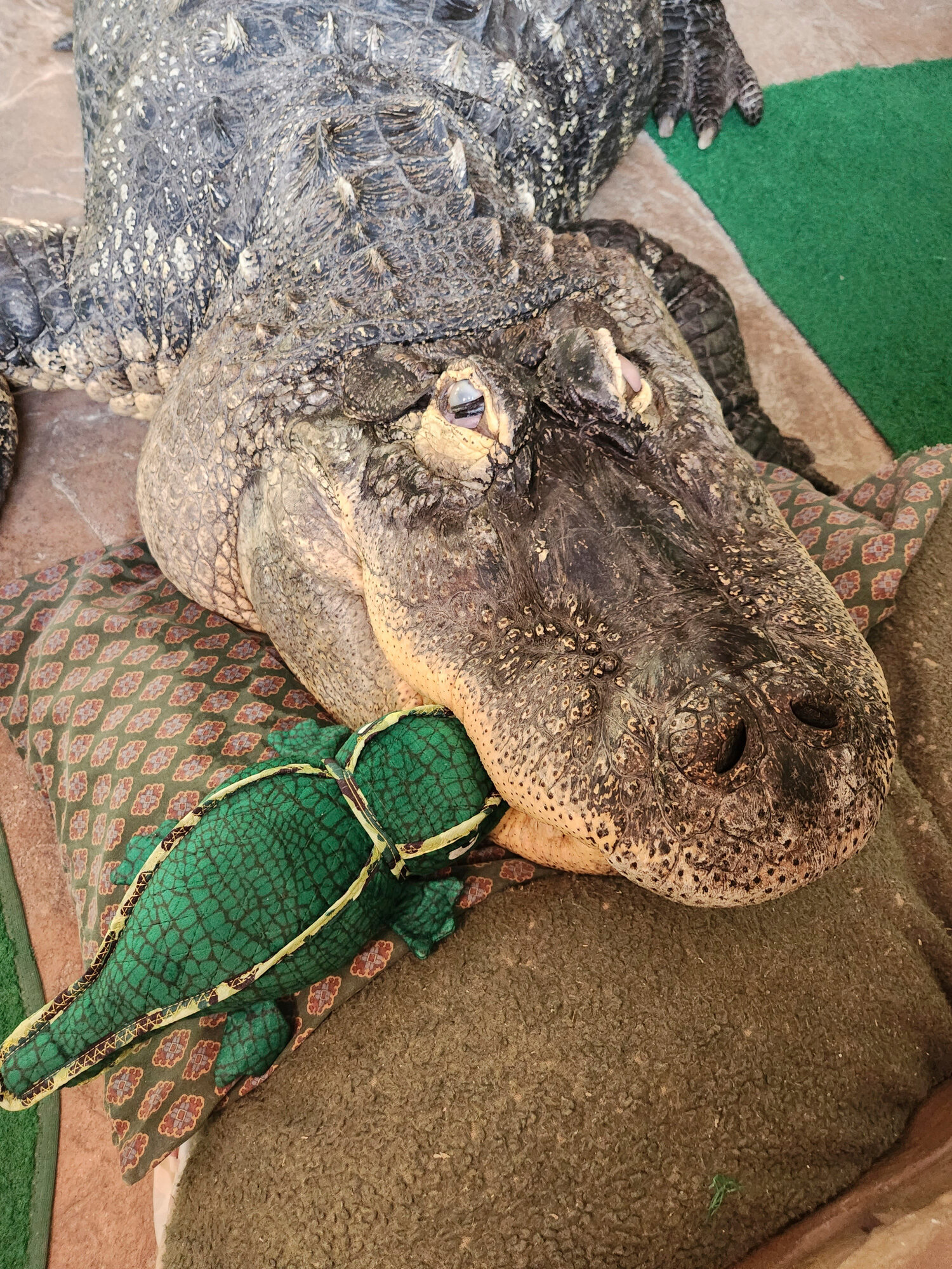 A New York man's pet alligator was seized after 30 years. Now, he wants